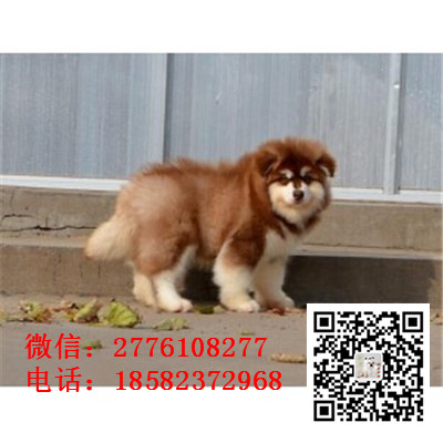 廊坊哪里有卖阿拉斯加犬 阿拉斯加雪橇犬巨型