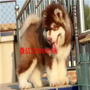 许昌阿拉斯加幼犬哪里的纯种健康 阿拉斯加幼