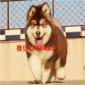   萍乡阿拉斯加多少钱一只 萍乡哪里有卖巨型