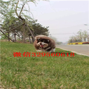 滨州哪里卖阿拉斯加赛级阿拉斯加灰色阿拉斯加