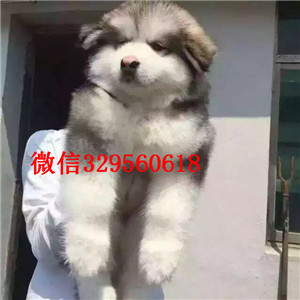 临夏哪里卖阿拉斯加桃脸阿拉斯加灰色阿拉斯加