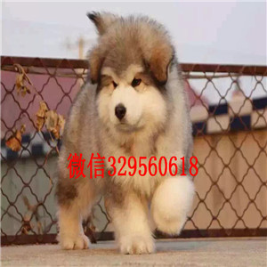 郴州哪里卖阿拉斯加桃脸阿拉斯加灰色阿拉斯加