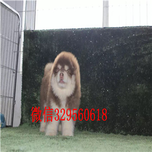 铜川哪里卖阿拉斯加阿拉斯加犬舍黑色阿拉斯加