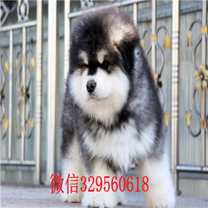 太原阿拉斯加出售 太原哪里有卖纯种阿拉斯加