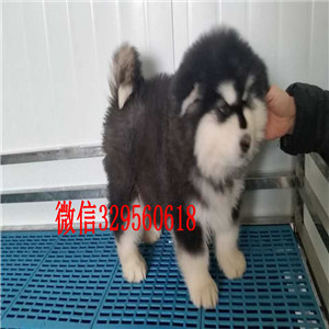 衡阳哪里有阿拉斯加卖阿拉斯加犬舍红色阿拉斯加巨型阿拉斯加