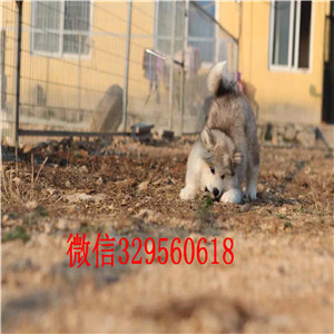 廊坊哪里有阿拉斯加卖桃脸阿拉斯加红色阿拉斯