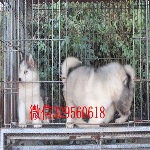 衡阳哪里有阿拉斯加卖阿拉斯加犬舍红色阿拉斯加巨型阿拉斯加