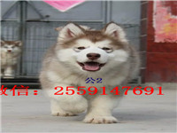 衡阳巨型阿拉斯加怎么卖的 衡阳灰色阿拉斯加价格 红色阿拉斯加多少钱