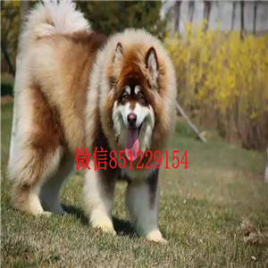 实体店热卖阿拉斯加犬颜色齐全可签合同刷卡