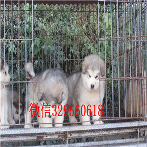 鹤岗出售纯种巨型阿拉斯加狗场直销阿拉斯加犬
