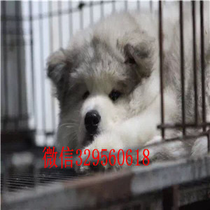 内江哪里有卖阿拉斯加阿拉斯加犬舍巨型熊版阿