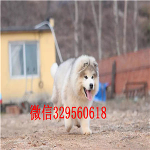 内江哪里有卖阿拉斯加阿拉斯加犬舍巨型熊版阿拉斯加出售红色阿拉斯加