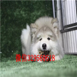 滨州出售阿拉斯加幼犬阿拉斯加狗场巨型熊版阿