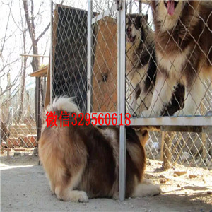 铁岭哪里有卖阿拉斯加纯种的阿拉斯加多少钱出售纯种阿拉斯加十字脸阿拉斯加