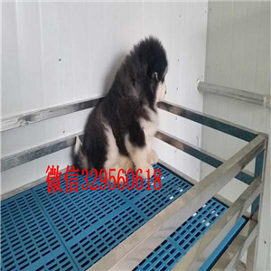 抚顺哪里有卖阿拉斯加阿拉斯加犬舍出售纯种阿