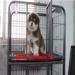 聊城出售阿拉斯加幼犬纯种的阿拉斯加多少钱阿