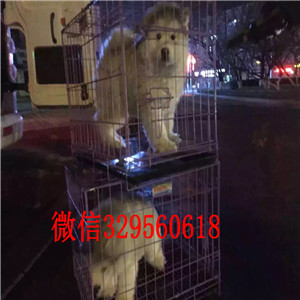 德阳出售阿拉斯加幼犬纯种的阿拉斯加多少钱巨