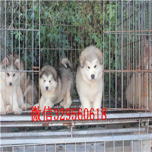 平顶山出售阿拉斯加幼犬阿拉斯加狗场阿拉斯加能长多少斤黑色阿拉斯加