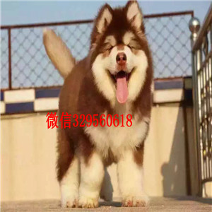 盘锦哪里能买到纯种阿拉斯加阿拉斯加犬舍巨型