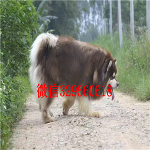 潍坊出售阿拉斯加幼犬纯种的阿拉斯加多少钱阿