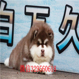 廊坊哪里能买到阿拉斯加红色阿拉斯加阿拉斯加