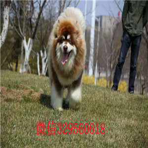 抚顺阿拉斯加犬出售红色阿拉斯加阿拉斯加价格