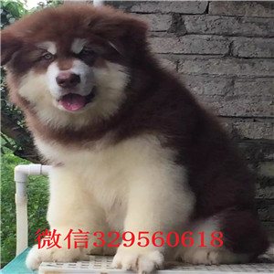 昌吉哪里能买到阿拉斯加熊版阿拉斯加阿拉斯加