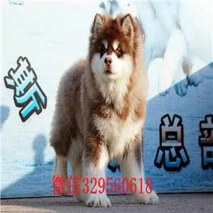 信阳哪里能买到阿拉斯加巨型阿拉斯加阿拉斯加