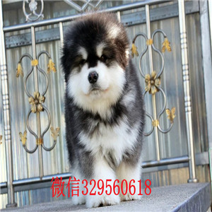 巴音郭楞阿拉斯加犬出售黑色阿拉斯加阿拉斯加