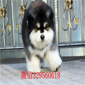 漯河哪里有卖阿拉斯加犬熊版阿拉斯加阿拉斯加