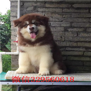 牡丹江阿拉斯加犬出售熊版阿拉斯加阿拉斯加价