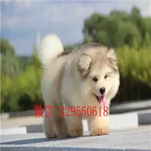  铁岭纯种阿拉斯加多少钱 阿拉斯加幼犬 阿拉