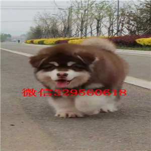 黑河出售纯种阿拉斯加犬红色阿拉斯加阿拉斯加