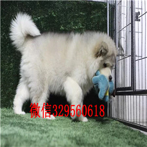 潍坊哪里出售纯种阿拉斯加灰色阿拉斯加阿拉斯