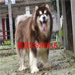 牡丹江出售纯种阿拉斯加犬黑色阿拉斯加阿拉斯