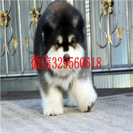  驻马店哪里有纯种阿拉斯加卖巨型阿拉斯加多少钱红色阿拉斯加阿拉斯加犬舍