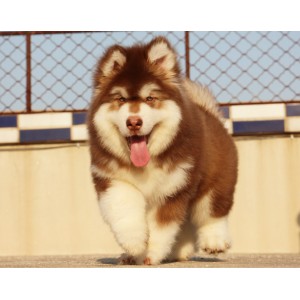 武威出售纯种阿拉斯加黑色阿拉斯加多少钱阿拉斯加能长到多少斤精品阿拉斯加