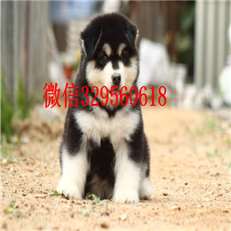  焦作哪里出售纯种阿拉斯加专业繁育阿拉斯加