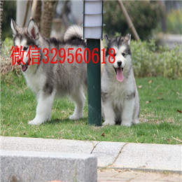 内江哪里有卖阿拉斯加白色阿拉斯加多少钱阿拉斯加能长到多少斤十字脸阿拉斯加