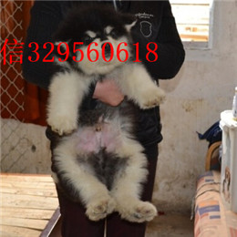 常德哪里出售的阿拉斯加好黑色阿拉斯加多少钱