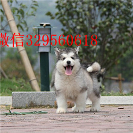 内江哪里有卖阿拉斯加白色阿拉斯加多少钱阿拉斯加能长到多少斤十字脸阿拉斯加