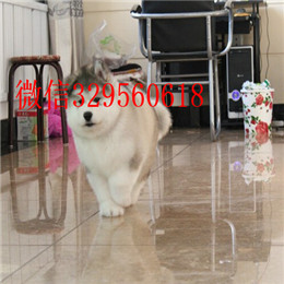 信阳出售纯种阿拉斯加黑色阿拉斯加多少钱巨型