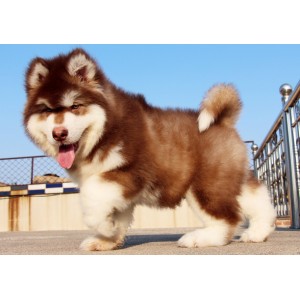 武威出售纯种阿拉斯加黑色阿拉斯加多少钱阿拉斯加能长到多少斤精品阿拉斯加