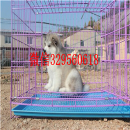  滨州哪里有熊版阿拉斯加卖巨型阿拉斯加多少