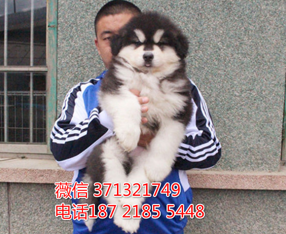 阿拉斯加犬出售太原犬舍本地一窝灰色阿拉斯加犬狗狗 雪橇犬