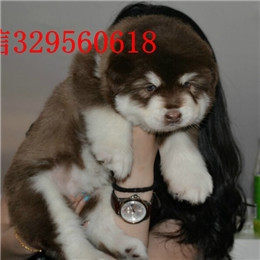 思茅哪里出售的阿拉斯加好红色阿拉斯加多少钱