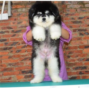 武威出售纯种阿拉斯加黑色阿拉斯加多少钱阿拉斯加能长到多少斤精品阿拉斯加