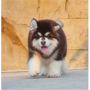 百色出售纯种阿拉斯加黑色阿拉斯加多少钱熊版