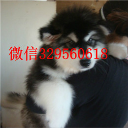 滨州哪里出售的阿拉斯加好白色阿拉斯加多少钱