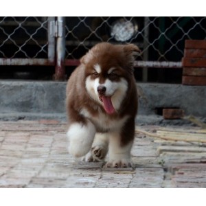 武威出售纯种阿拉斯加黑色阿拉斯加多少钱阿拉